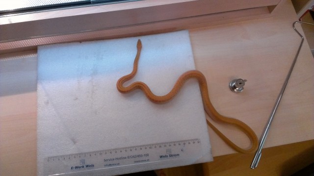 Afrikanische Hausschlange - lamprophis fuliginosus m albino - Schlangen Sonstige - Wels