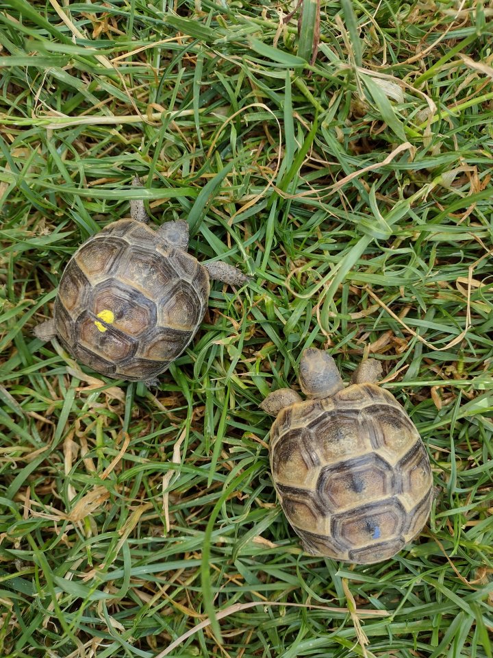 Landschildkröten von 2022 - Schildkroeten - Rottenburg an der Laaber