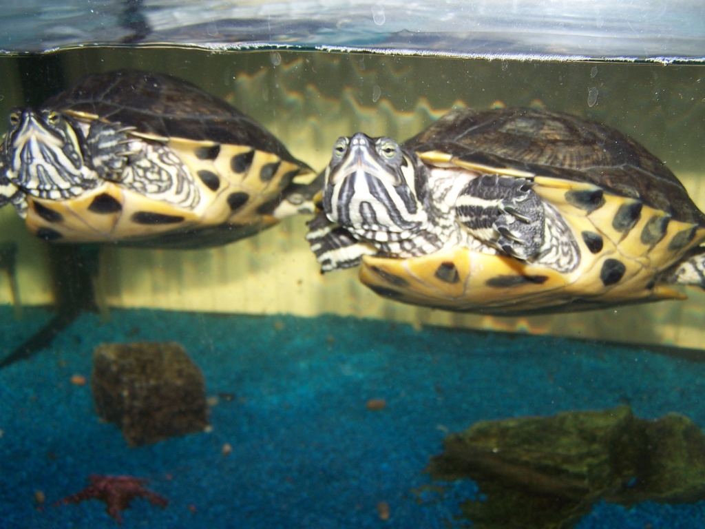Zwei Gelbwangschildkröten weibl. ca 3,5J. abzugeben - Schildkroeten - Recklinghausen