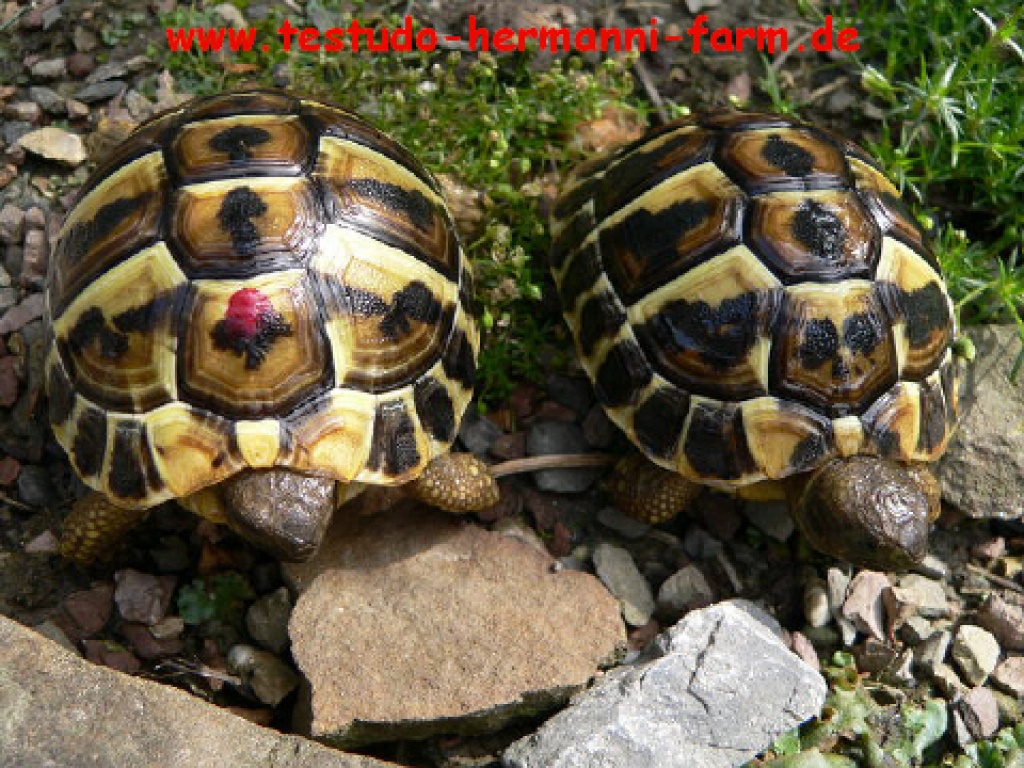 Italienische Landschildkröten Testudo hermanni hermanni NZ 2021 - Schildkroeten - Kamen