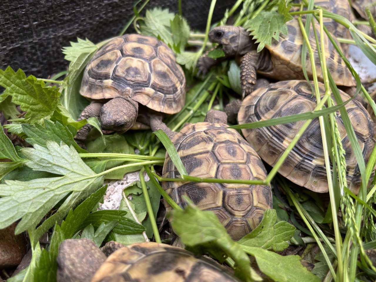 Griech. Landschildkröten 2020 u 2021 - Schildkroeten - Troisdorf