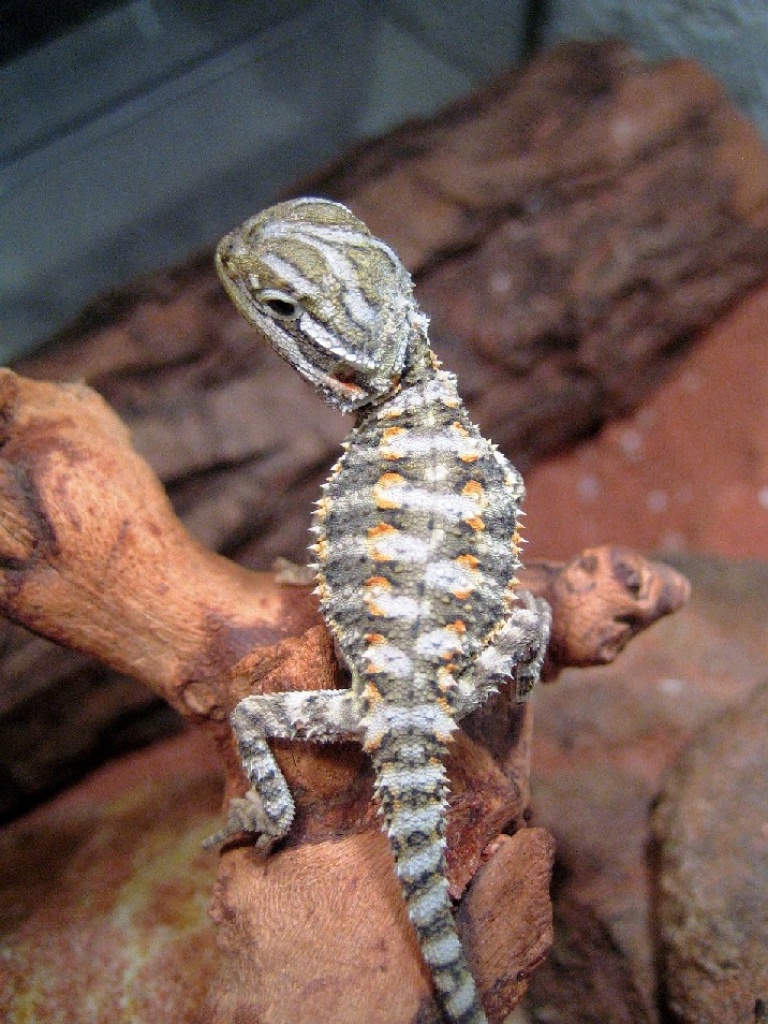 Junge Zwergbartagamen abzugeben - Bartagame - Gladbeck