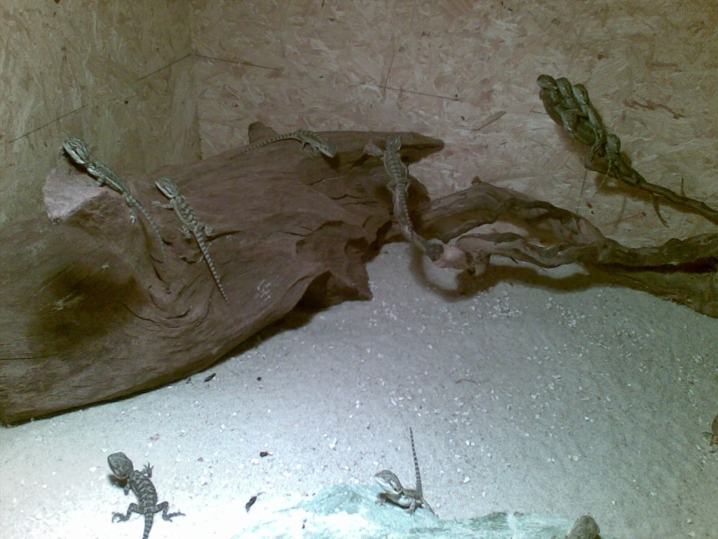 Verkaufe junge Bartagamen - Sonstige Reptilien - Neunburg vorm Wald