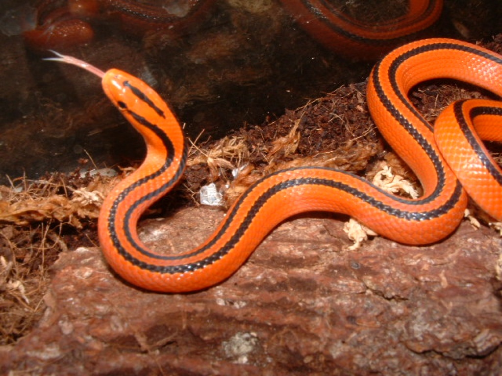Oreocryptophis porphyraceus coxi NZ - Schlangen - Bellenberg