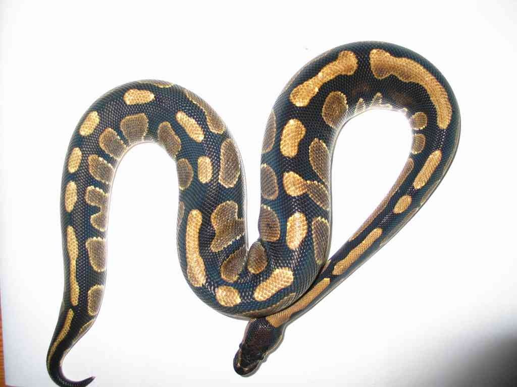 Königspythons: eigene Nachzuchten! - Schlangen - Rimbach
