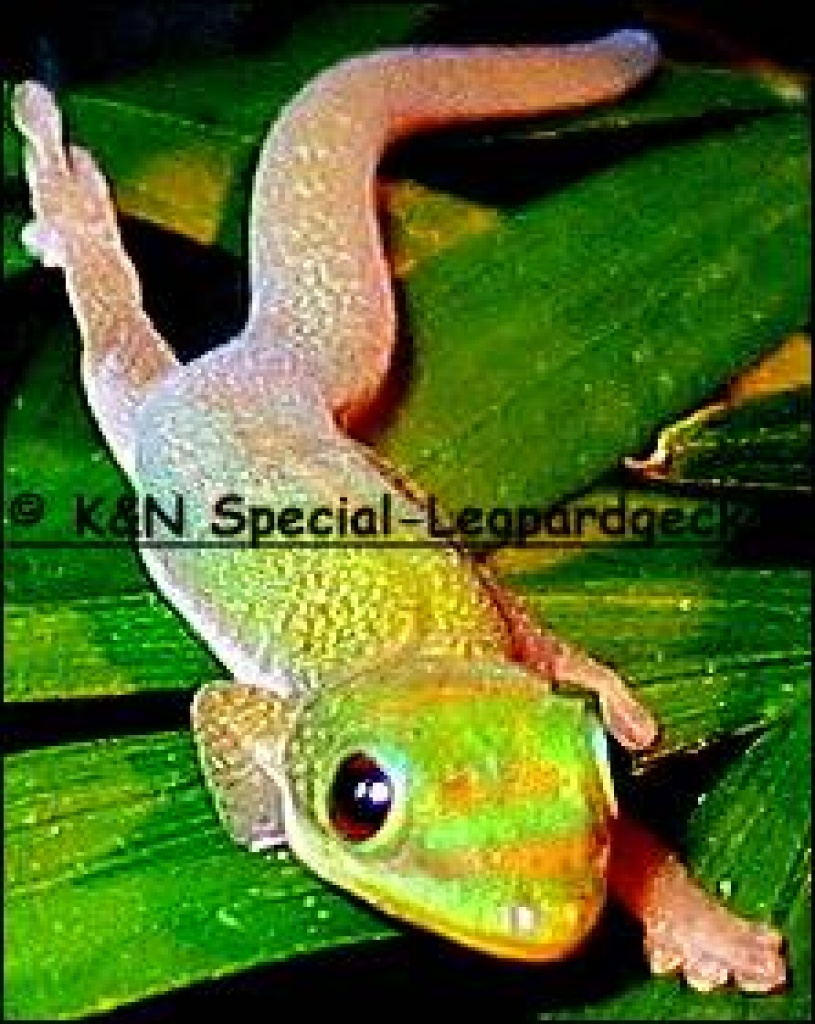 Wunderschöne Goldstaubgecko´s (Phelusma laticauda) Abzugeben - Gecko - Herxheimweyher