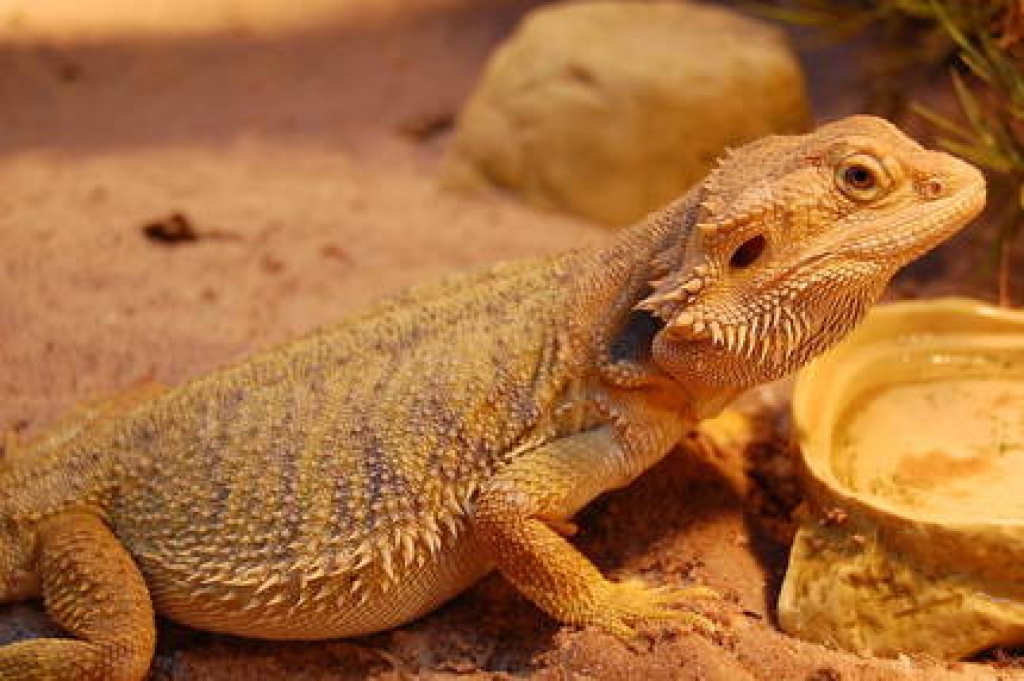 Farbbartagamen Reptilienparadies Boerdeland - Schlangen - Aschersleben