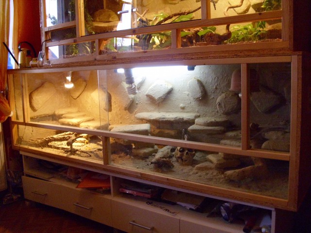 Großes Terraium mit 2 Bartagamen - Terrarien - Bad essen