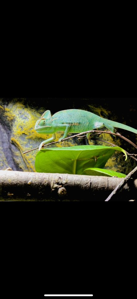 Chamäleon 1.0 männlich Jemen - Chamaeleon - Dortmund