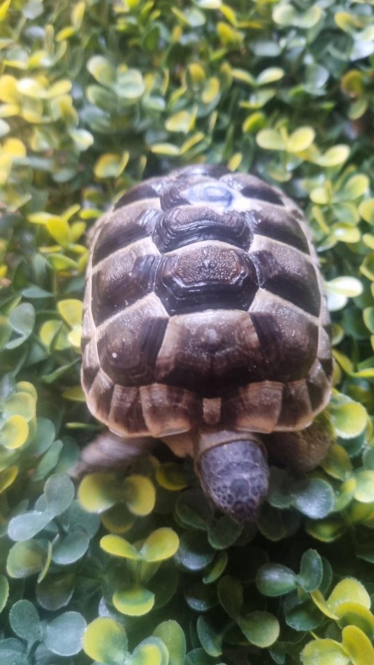 Maurische Landschildkröten aus 2024 - mit Papieren - Schildkroeten - Eggersdorf