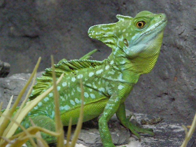 Stirnlappenbasilisken NZ 06/2012 VB 50 € - Basilisk - Talheim