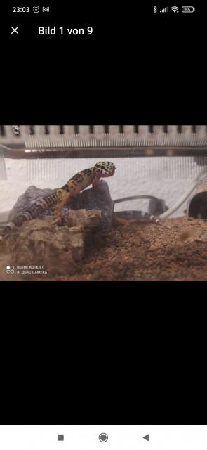 Gecko mit Transport Box und Inhalt - Echsen - Lastrup