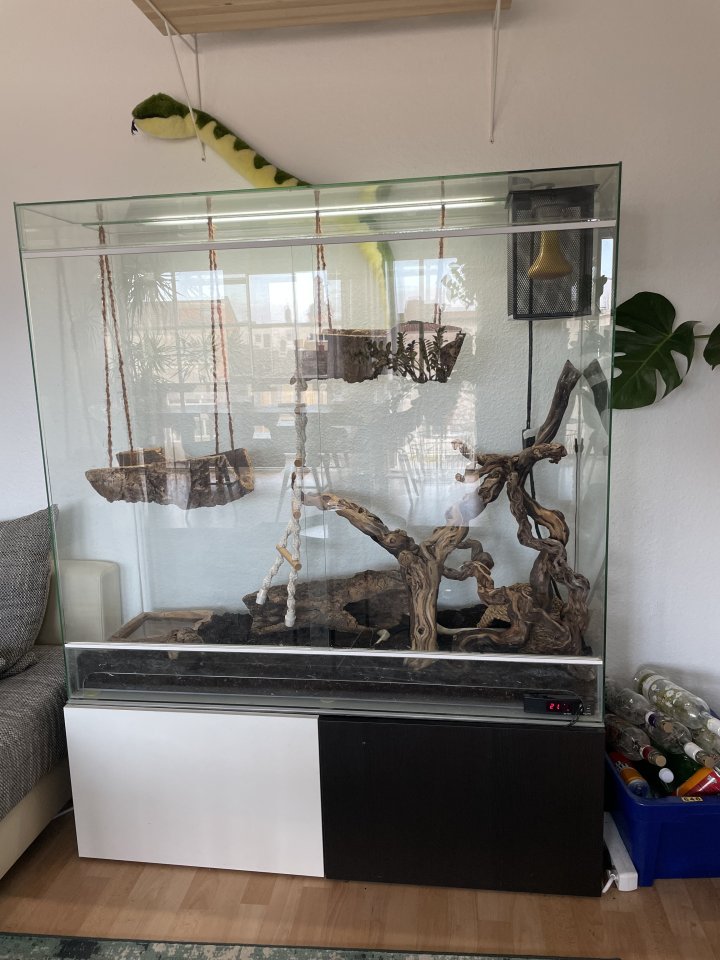 2 Kornnattern inkl. Terrarium und Zubehör - Schlangen - Rüsselsheim