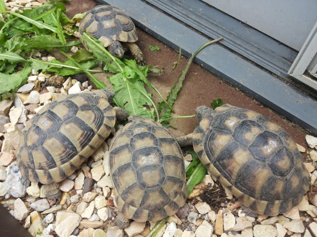 Testudo marginata weissingeri ( Zwerg - Breitrandschildkröte) - Schildkroeten - Wuppertal