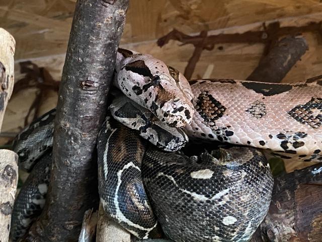 2 weibliche Boa C. Imperator abzugeben 4 und 6 Jahre  - Schlangen Boa - Schöningen