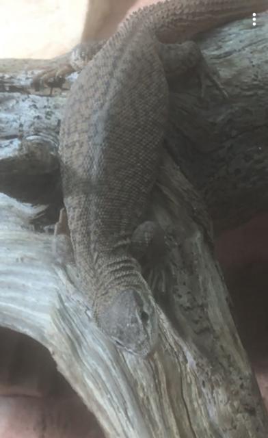 Varanus storri + Terrarium - Warane - Wattenweiler 