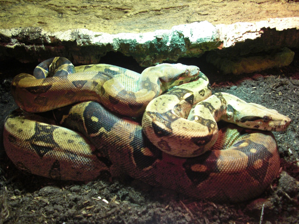 Verkaufe sehr schönes Boa Constrictor C. Paar - Schlangen - Übach Palenberg
