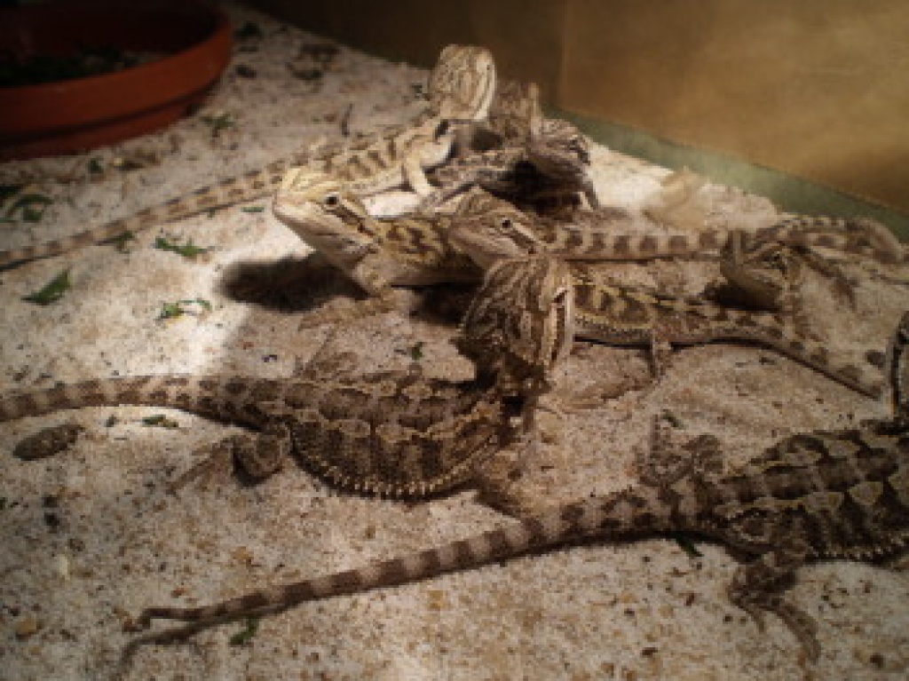 Bartagamen - Bartagame - Heinbockel