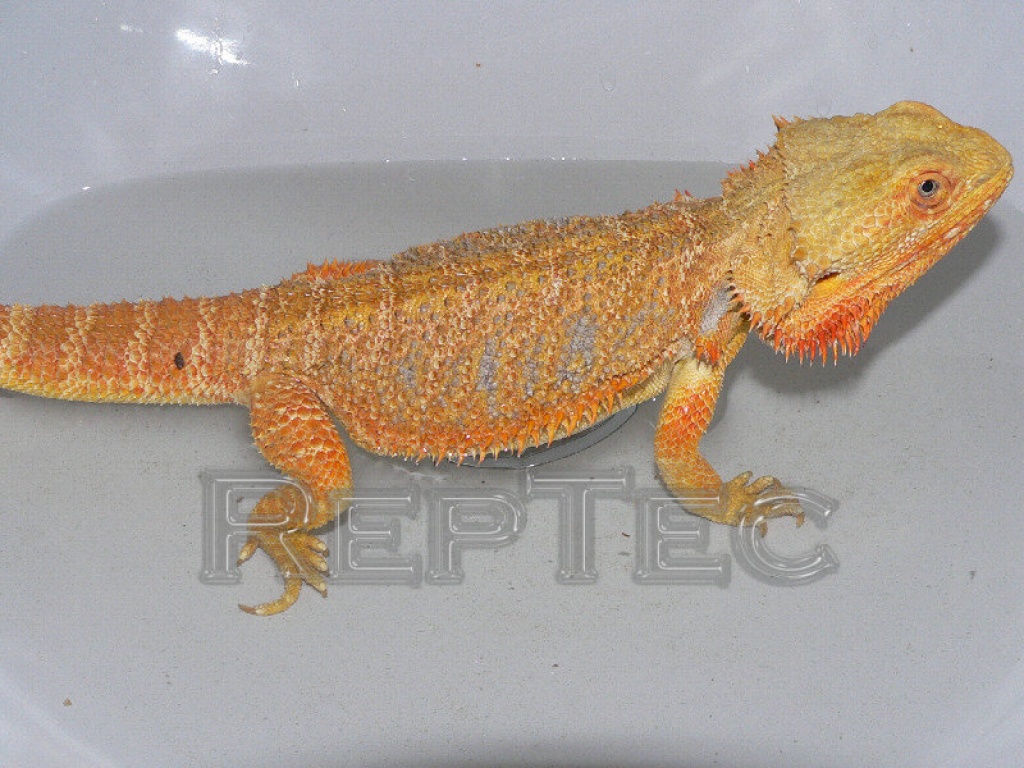 Adultes Sandfire Paar Hypopastell mit klaren Nägeln - Bartagame - Pörtschach am Wörthersee