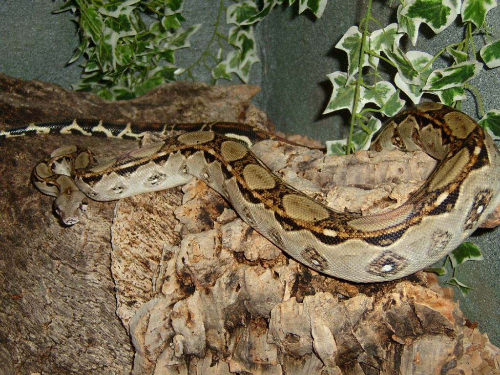 Boa Constrictor Imperator - Schlangen - Lübschützer Teiche