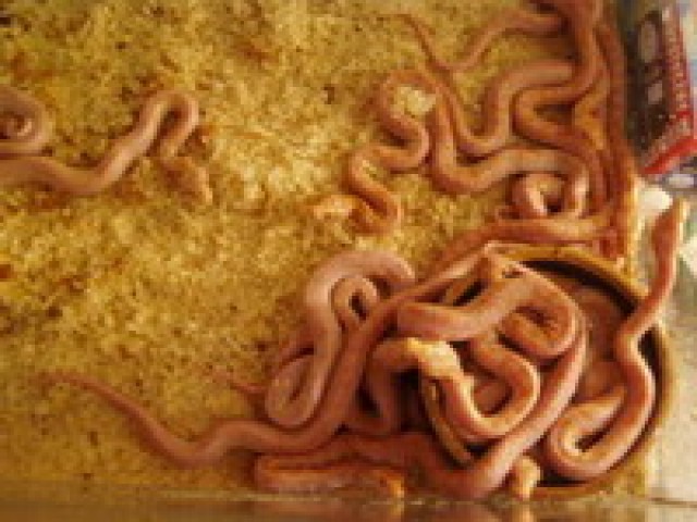 TIGERPYTHONS ALBINO BABYS - Schlangen Python - 
