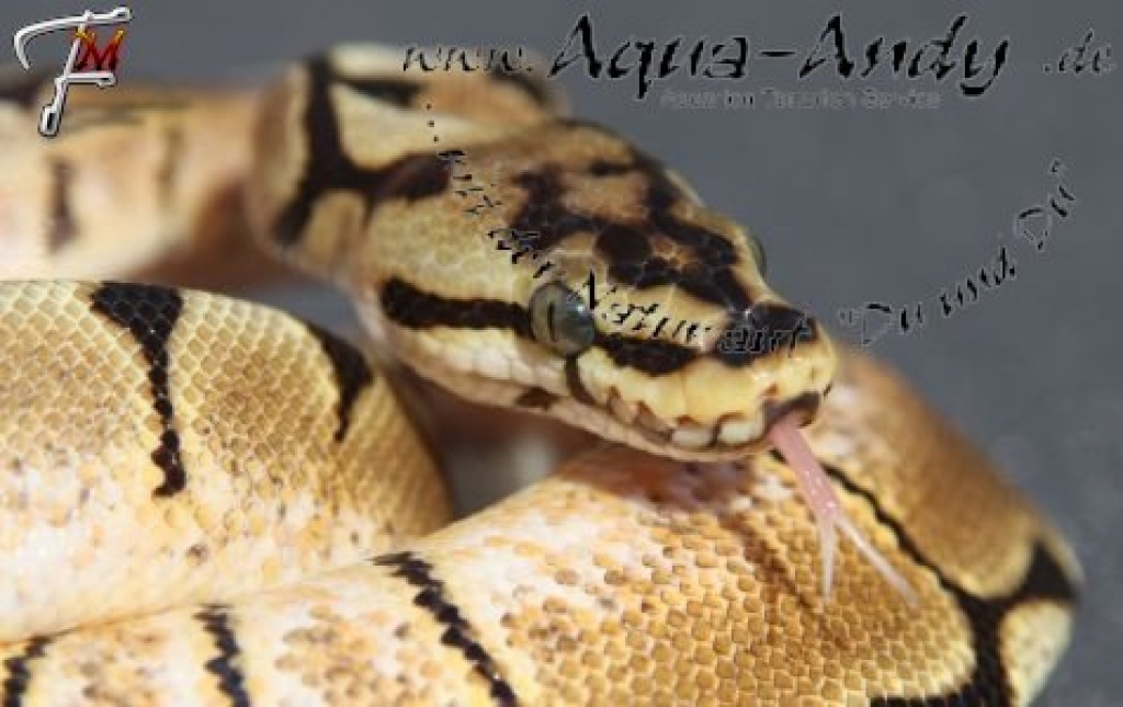 Königspython Python regius Verkaufe verschiedene Varianten: - Schlangen - Volkach