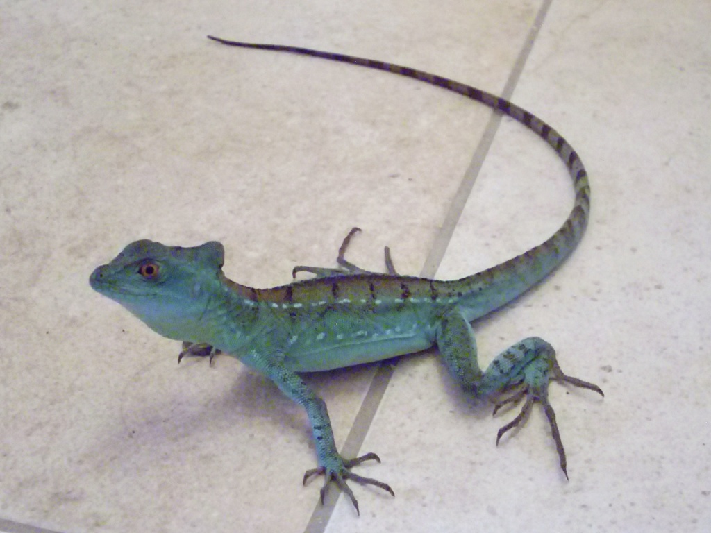 Stirnlappenbasilisk 1.0 abzugeben - Basilisk - Perleberg