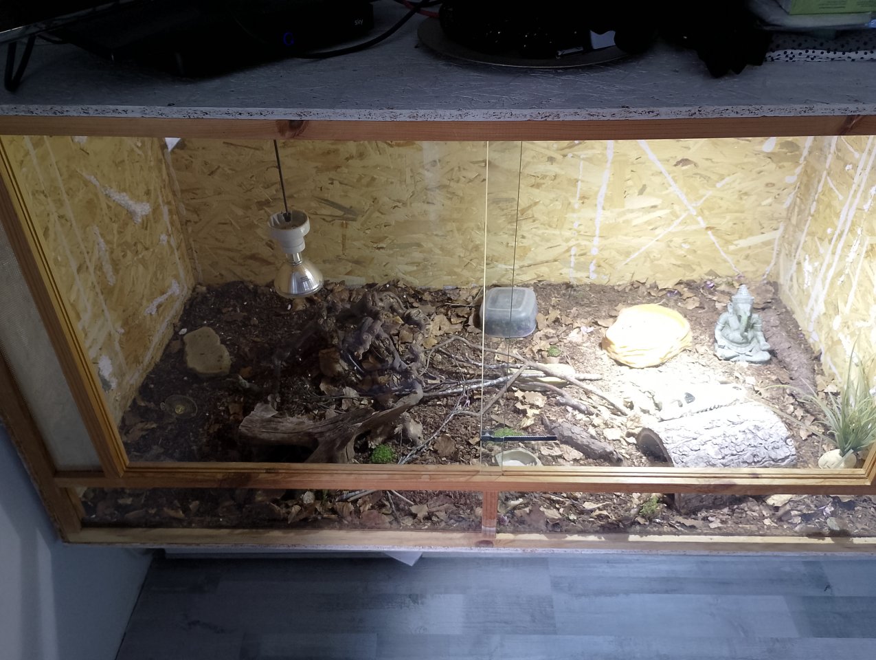 Kornnatter mit Zubehör - Schlangen - Parsberg