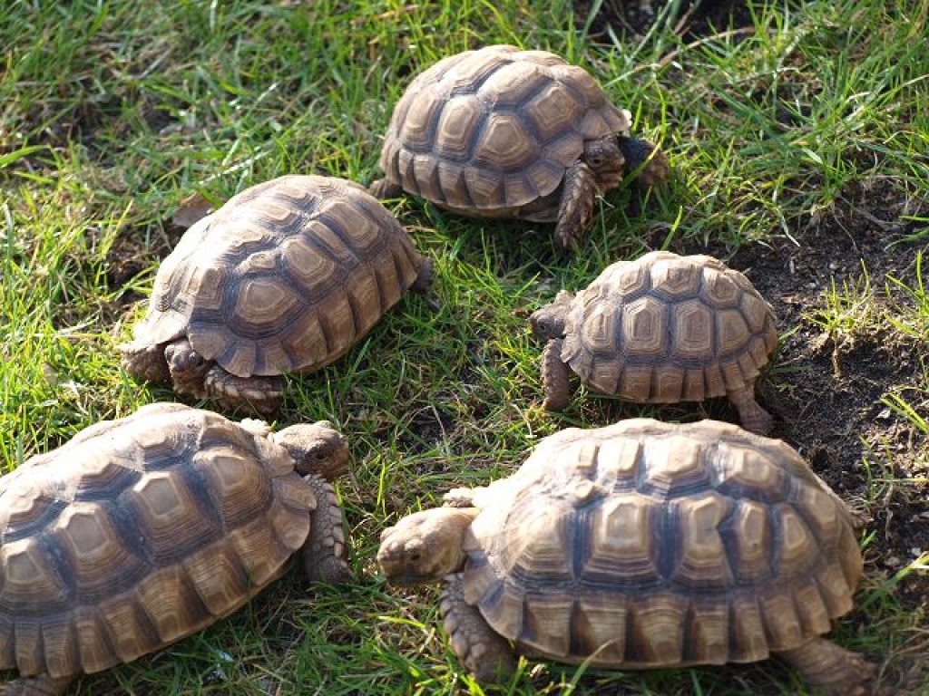 Geochelone sulcata - Schildkroeten - Saarbrücken