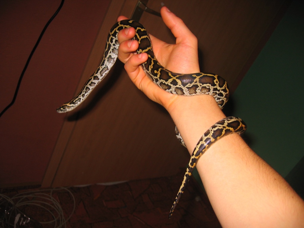 Biete dunklen tigerpython - Schlangen - Hofstetten