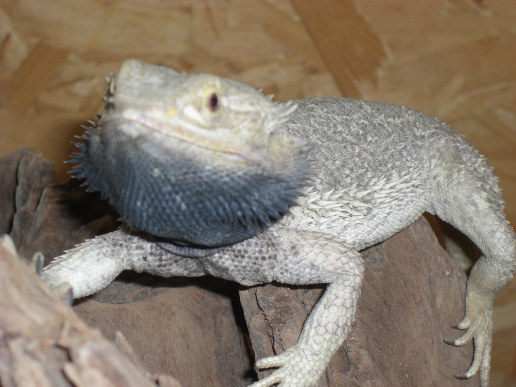 Suche Bartagamen Weibchen - Echsen - Eschwege