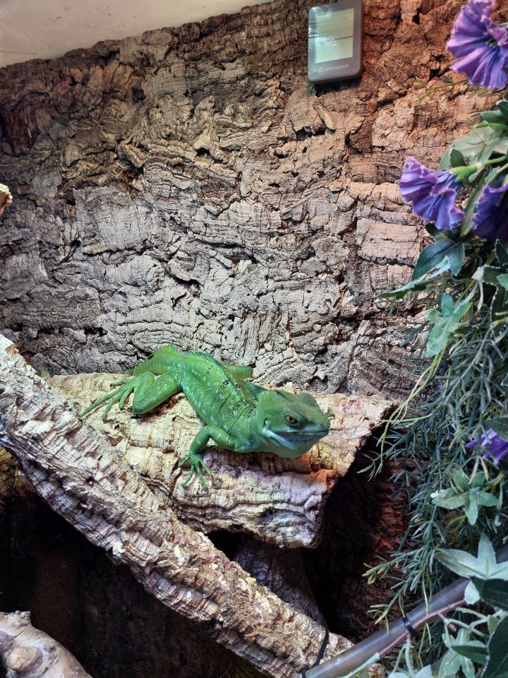 Stirnlappenbasilisk 1.0 - Basilisk - Bottrop