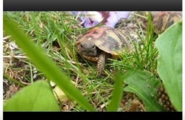 Griechische Landschildkröten Nz von 2021 - Schildkroeten - Münster 