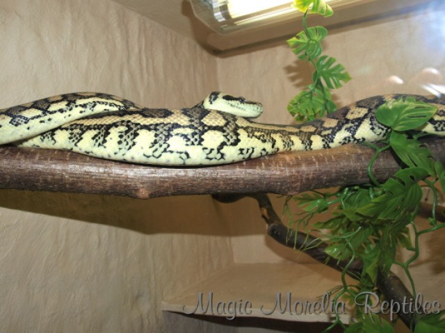 Caramel Teppichpython / Morelia Spilota Bock 2009 - Schlangen Python - Schwarzach