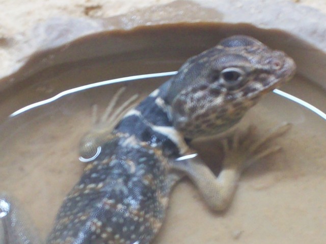 Crotaphytus bicinctores Männchen in liebevolle Hände abzugeben! - Leguan - Stolberg