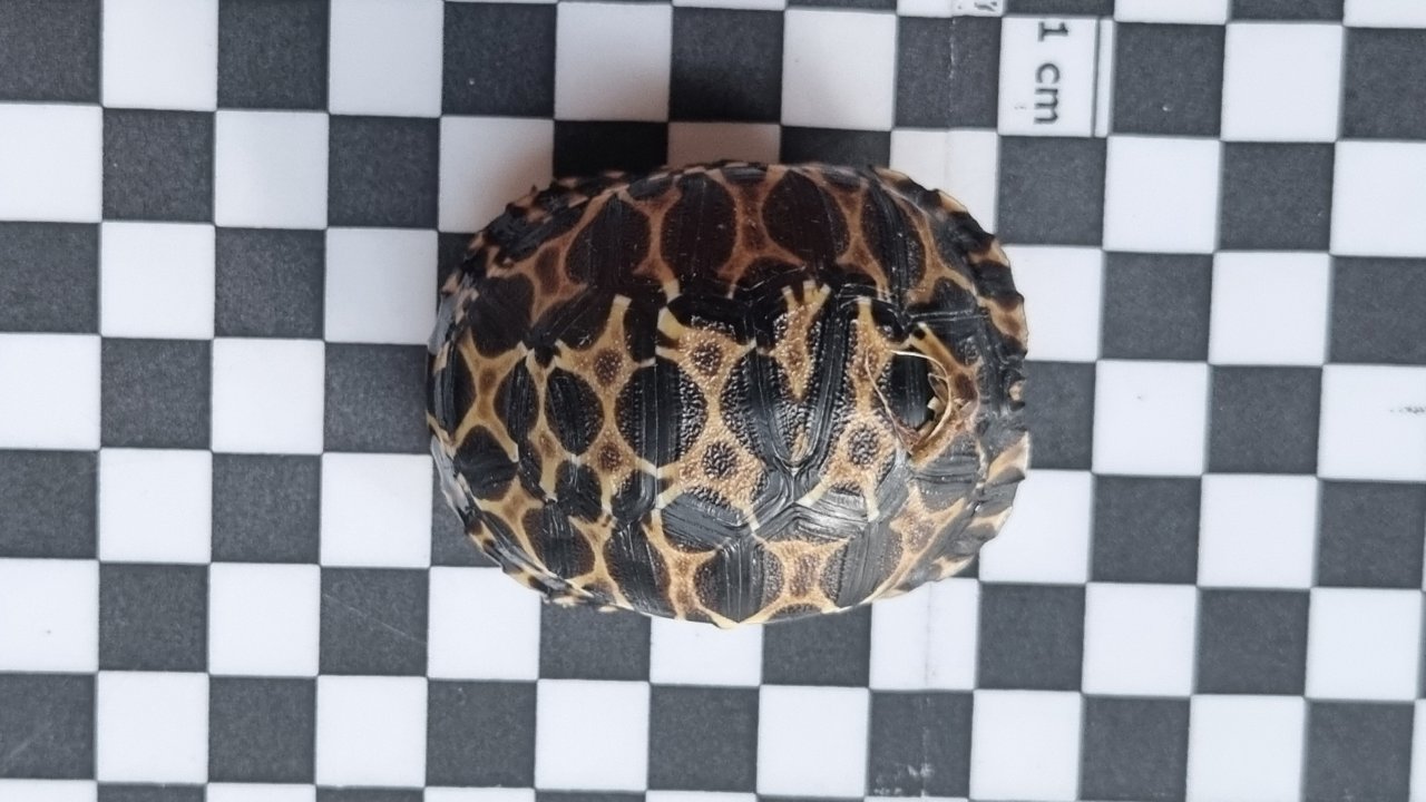 2 Strahlenschildkröten, Astrochelys Radiata NZ 23 