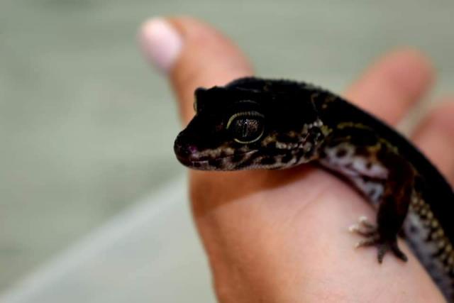 Leopardgecko Black Night Adultes Weibchen - Echsen - Mörlenbach 