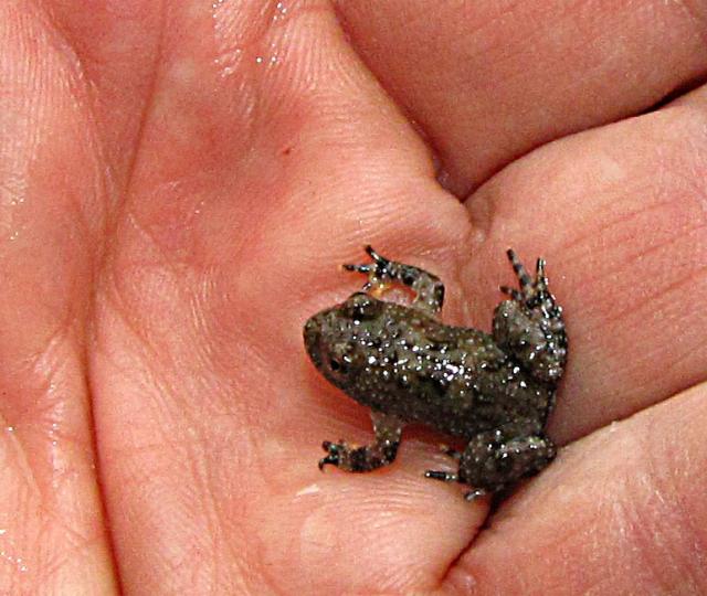 Gelbbauchunke bombina variegata NZ 2021 - Frosch - Winnenden