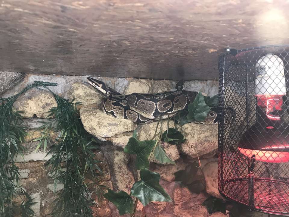 Königspythons mit Terrarium und Zubehör in gute Hände abzugeben - Schlangen - Heroldsbach