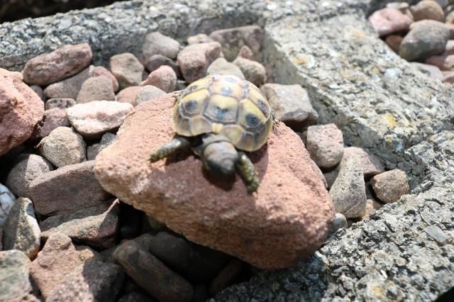 2 Junge Griechische Landschildkröten - Schildkroeten - Lützelbach