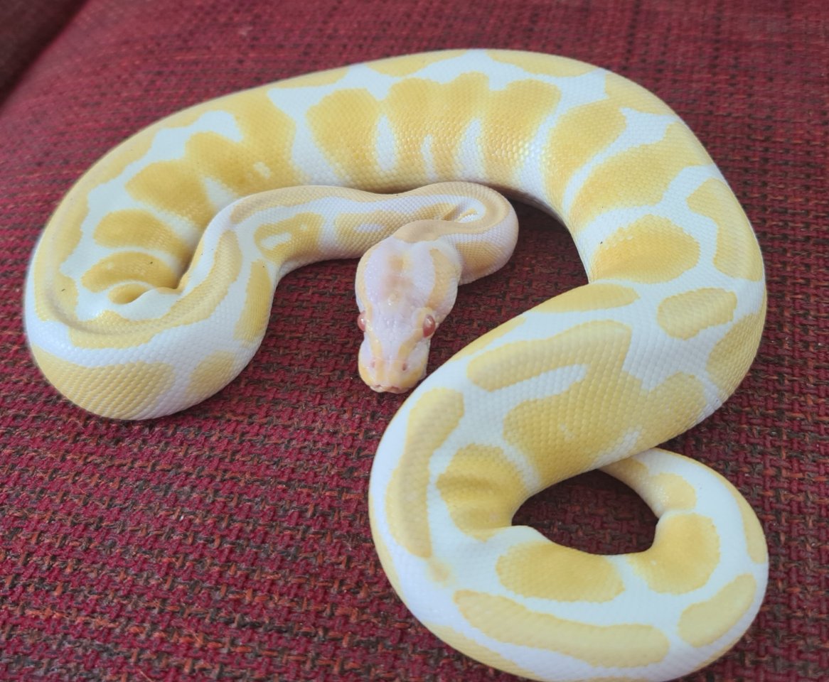 Königspython Albino 0.1 - Schlangen - Vaihingen