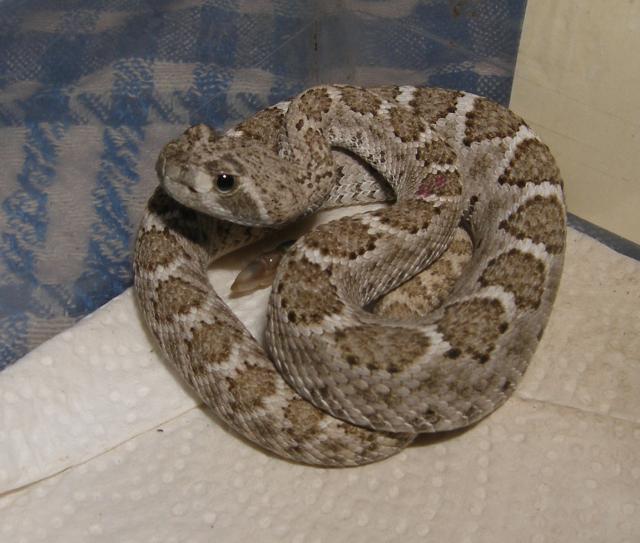 Crotalus tortugensis Klapperschlange abzugeben - Schlangen Giftschlangen - Balingen