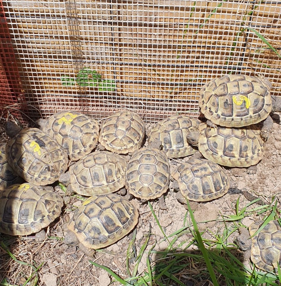 3-jährige Griechische Landschildkröten NZ 2022 - Schildkroeten - Regau/ Österreich