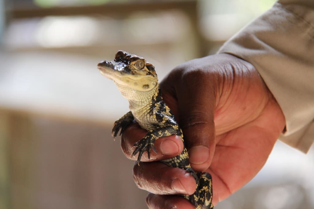 Suche kleinen Kaiman Paleosuchus palpebrosus Brauen Glattstirnkaiman - Kaiman - Einbeck