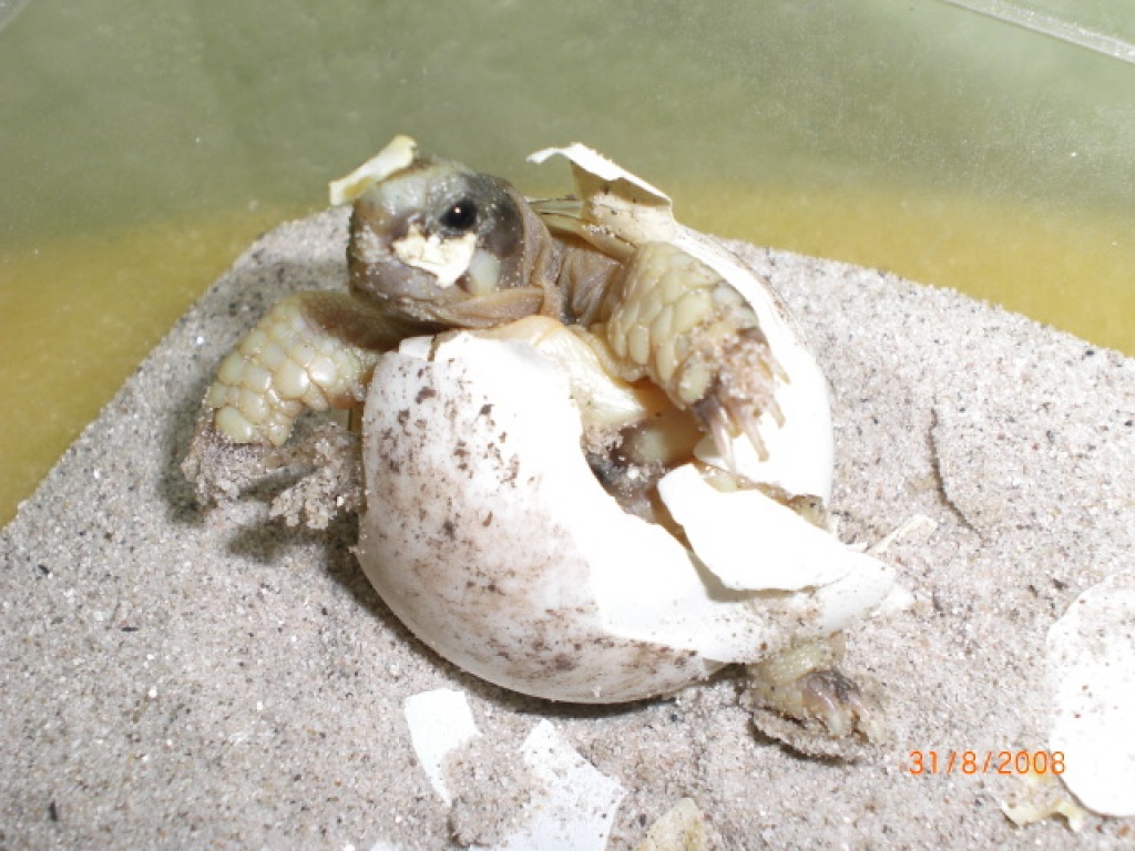 Verkaufe Landschildkröte aus Hobbyzucht 2021 und Floraton 3 - Schildkroeten - Stuttgart