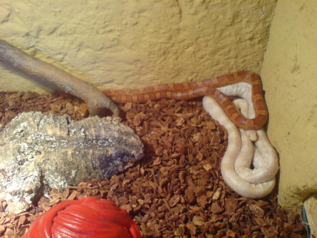 2 Wunderschöne Kornattern eine Albino - Schlangen - Büren