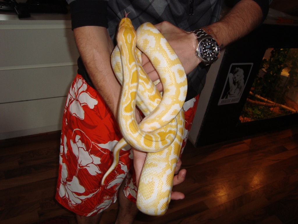 Verkaufe Oder Tausche Albino Tigerpython Gegen Boa Oder Baumpython - Schlangen - Türkenfeld