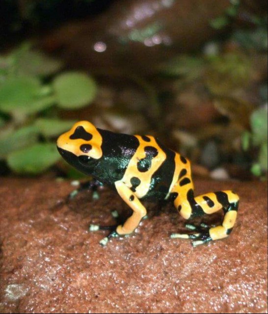 Dendrobates Leucomela  - Frosch - Mönchengladbach