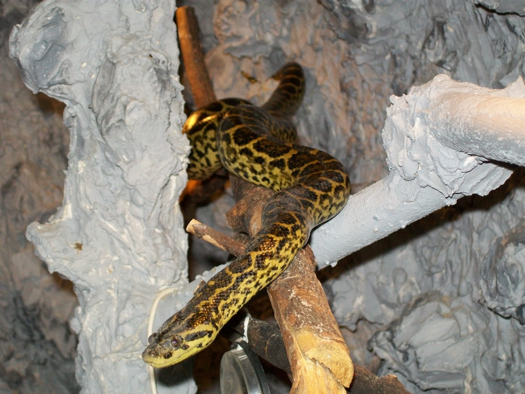 Gelbe Anaconda abzugeben - Schlangen - Bochum