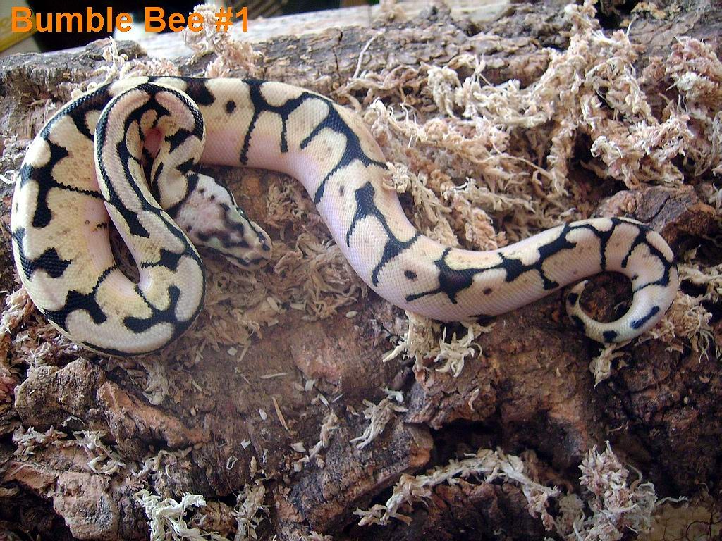 Python regius / Königspython Nachzuchten 2021 - Schlangen - Gerabronn